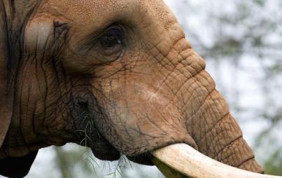 Do elephants need Botox?