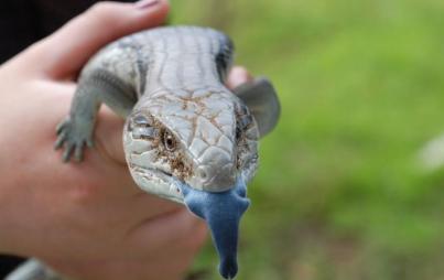 No way this cute lil guy is Team Ted! His tongue is blue. Dead giveaway.