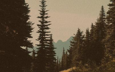 Tracing the Desire Line by Melissa Matthewson 